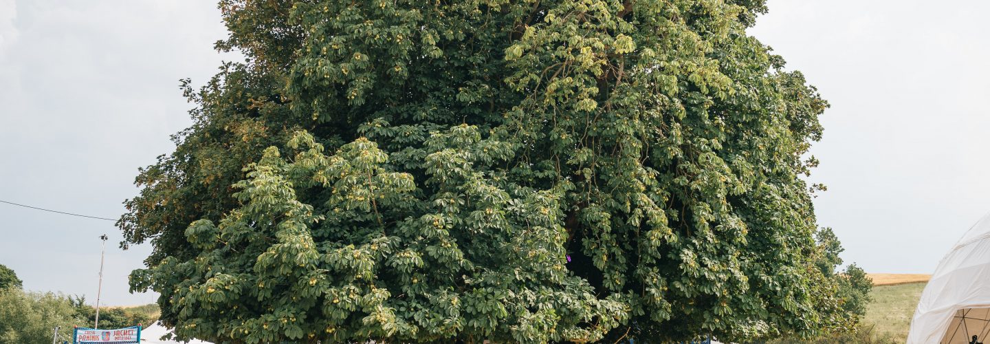 Standon Calling Tree